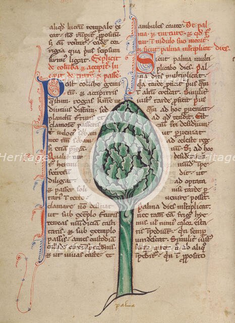 A Palm Tree; Bestiary, about 1270. Creator: Unknown.