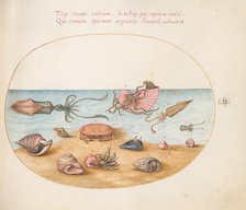 Animalia Aqvatilia et Cochiliata (Aqva): Plate LII, c. 1575/1580. Creator: Joris Hoefnagel.