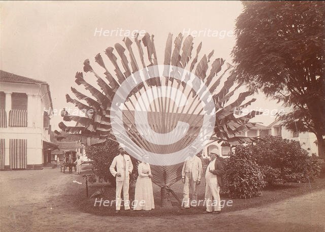Traveller's Palm or Fan Palm, Singapore, 1860s-70s. Creator: Unknown.