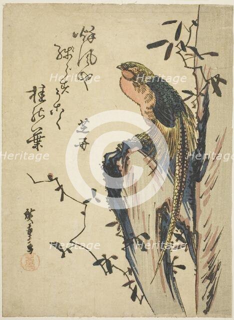 Golden pheasant, 1830s. Creator: Ando Hiroshige.