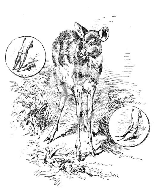 The "Water Antelope" of the Lake Ngami and Upper Zambesi regions, 1890. Creator: Unknown.