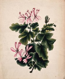 An ornamental geranium (Geranium species): flowering stem. Creator: Unknown.