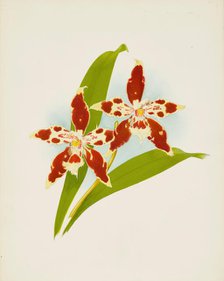 Orchid: Odontoglossum luteo-purpureum, 1907. Creator: Frederick William Bolas.