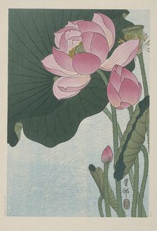 Blooming lotus flowers, 1920-1930. Creator: Ohara, Koson (1877-1945).