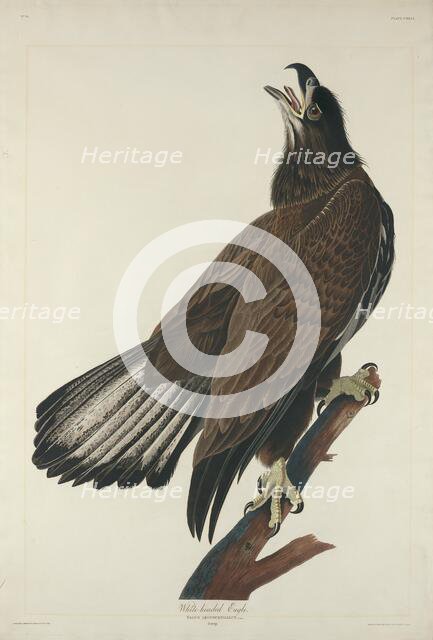 White-Headed Eagle, 1832. Creator: Robert Havell.