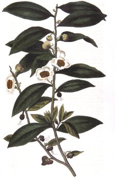 Camellia sinensis - tea plant, 1823. Artist: Unknown