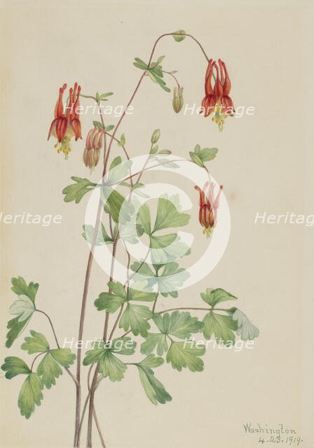 American Columbine (Aquilegia canadensis), 1919. Creator: Mary Vaux Walcott.