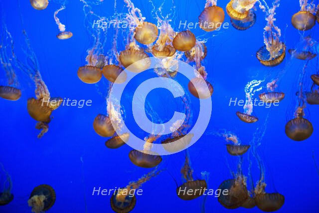 Jellyfish, Monterey Bay Aquarium, Monterey, California, USA, 2022. Creator: Ethel Davies.