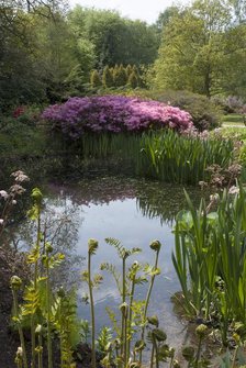 Isabella Plantation, Richmond Park, Richmond, Surrey, England, UK, 14/5/10.  Creator: Ethel Davies.