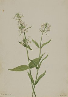 Yellow Pentstemon (Pentstemon confertus), 1904. Creator: Mary Vaux Walcott.