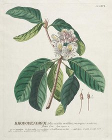 Plantae Selectae: No. 66 - Rhododendron. Creator: Georg Dionysius Ehret (German, 1708-1770); Christopher Jacob Trew (German).
