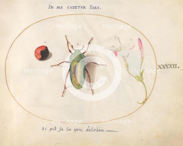 Plate 42: Large Green Beetle with a Plant Gall(?) and a Flower, c. 1575/1580. Creator: Joris Hoefnagel.