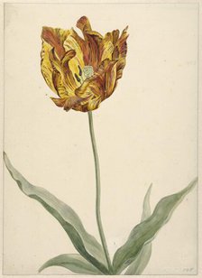 Tulip, 1700-1800. Creator: Anon.