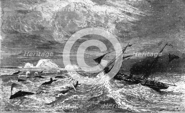 'In the midst of 'Leviathan.'; A Boat adventure in the Behring's Sea', 1875. Creator: Unknown.
