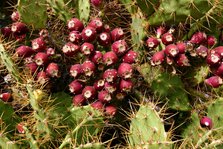 Prickly Pear Cactus, Tenerife, Canary Islands, 2007.