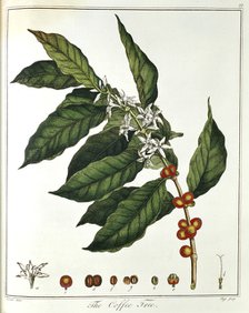 Sprig of Coffee (Coffea arabica) showing flowers and beans, 1798. Artist: Unknown