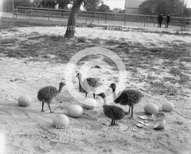 Ostrich farm, Hot Springs, Ark., between 1880 and 1930. Creator: Unknown.
