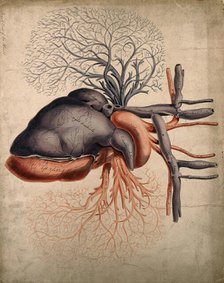 Front view of the heart, with arteries and blood-vessels attached, 1800-1899. Creator: Unknown.