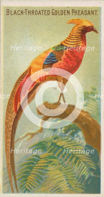 Black-Throated Golden Pheasant, from the Birds of the Tropics series (N5) for Allen & Gint..., 1889. Creator: Allen & Ginter.