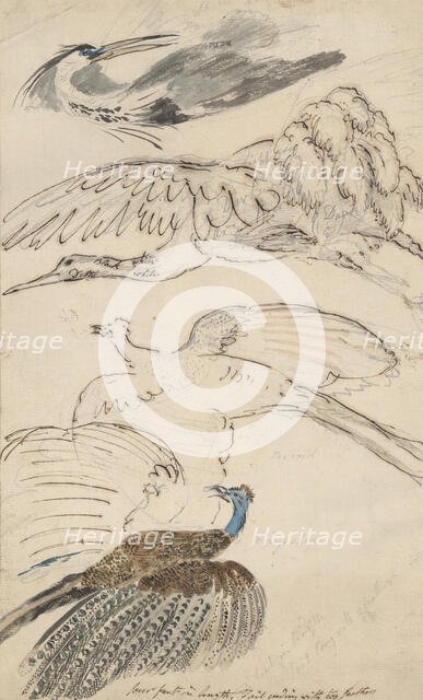 Four drawings of birds in flight, c1770-1810. Creator: Philip Reinagle.