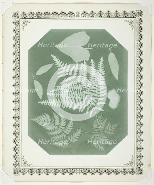 Study of Leaves, 1877. Creator: Amelia Bergner.