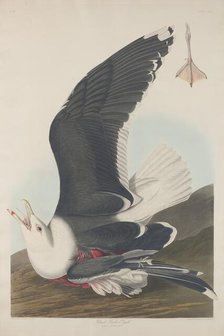 Black-Backed Gull, 1835. Creator: Robert Havell.