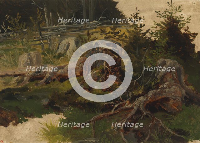 Stumps in the forest. Creator: Johan Knutson.