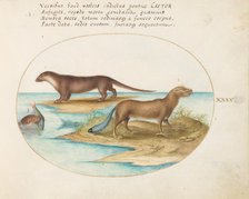 Animalia Qvadrvpedia et Reptilia (Terra): Plate XL, c. 1575/1580. Creator: Joris Hoefnagel.