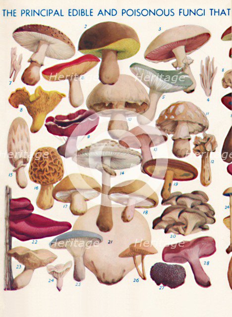 'The Principal Edible and Poisonous Fungi In The British Isles', 1935. Artist: Unknown.