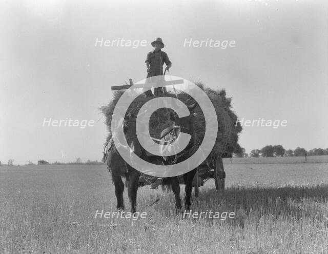 The threshing of oats, Clayton, Indiana, south of Indianapolis, 1936 Creator: Dorothea Lange.