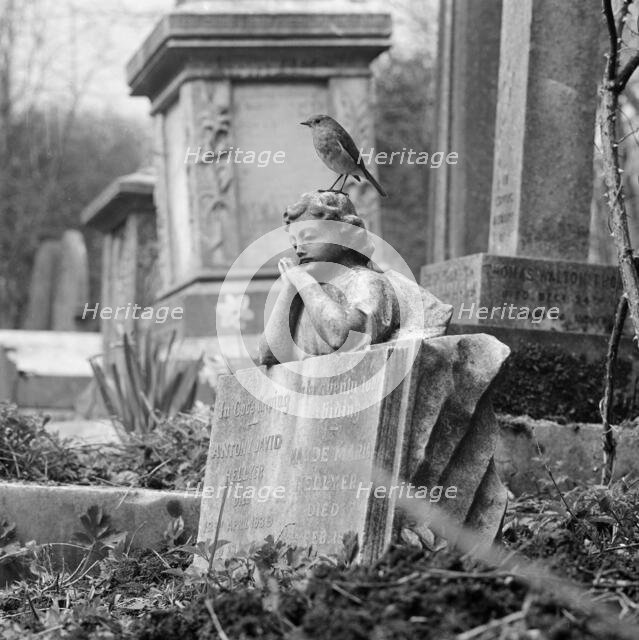 A robin perched on a grave, Highate Cemetery, Swains Lane, Camden, London, 1977-78.  Creator: John Gay.