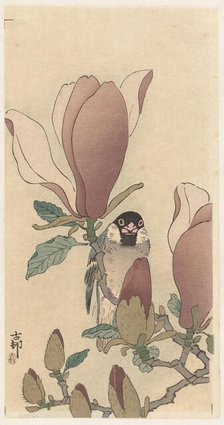 Sparrow on blooming magnolia branch. Creator: Ohara, Koson (1877-1945).