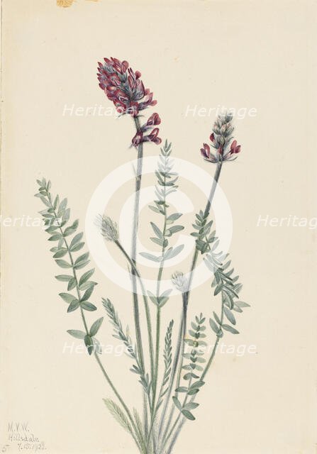 Showy Oxytrope (Oxytropis splendens), 1922. Creator: Mary Vaux Walcott.