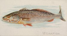 Weakfish, from the Fish from American Waters series (N8) for Allen & Ginter Cigarettes Bra..., 1889. Creator: Allen & Ginter.