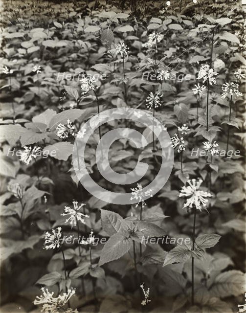 Wildflowers in bloom, between 1915 and 1935. Creator: Frances Benjamin Johnston.