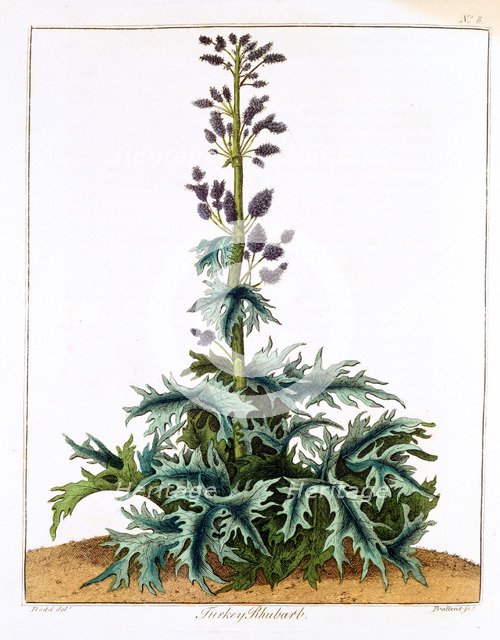 Turkey Rhubarb, 1798. Artist: Unknown