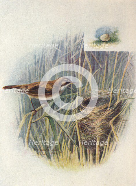 'Reed-Warbler - Acroceph'alus strep'erus', c1910, (1910). Artist: George James Rankin.