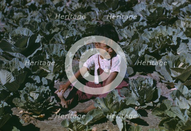 Child of a migratory farm laborer in the field during the harvest..., FSA labor camp, Tex., 1942. Creator: Arthur Rothstein.