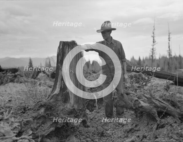 Shows stump on cut-over farm after blasting, Bonner County, Idaho, 1939. Creator: Dorothea Lange.