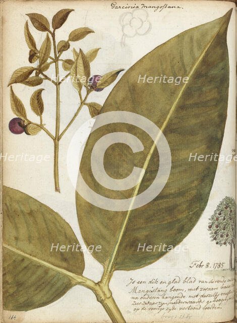 Mangosteen, 1784. Creator: Jan Brandes.