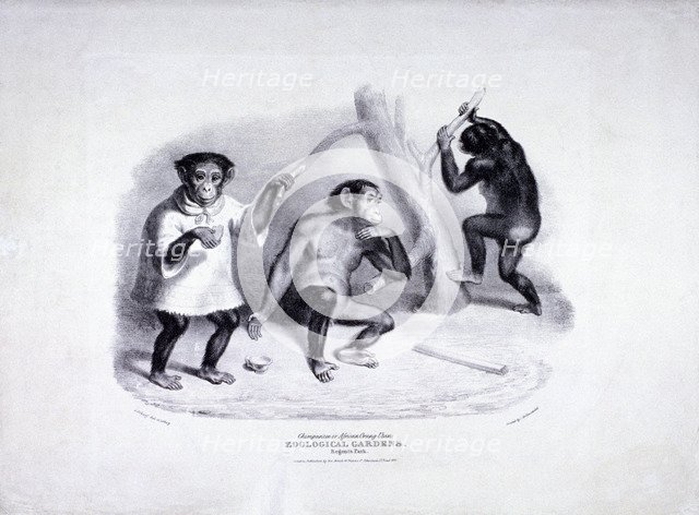 Zoological Gardens, Regent's Park, Marylebone. London, 1835. Artist: George Scharf