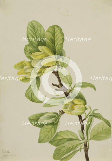 Yellow Cucumbertree (Magnolia cordata), 1922. Creator: Mary Vaux Walcott.