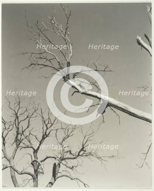 The Dying Chestnut Tree—My Teacher, 1927. Creator: Alfred Stieglitz.