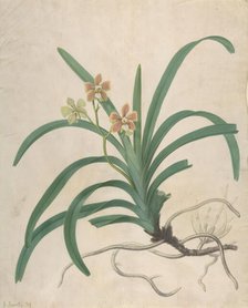 Study of an Orchid, "Vanda Roxburgia", before 1822. Creator: James Sowerby.