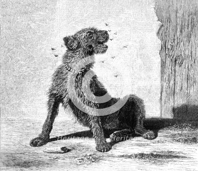 "Catching Flies," by B. Riviere, 1870. Creator: Unknown.