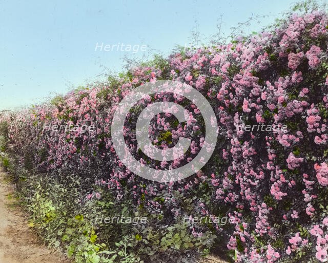 "Armsea Hall," Charles Frederick Hoffman Jr. house, Narragansett Bay, Newport, Rhode Island, 1914. Creator: Frances Benjamin Johnston.