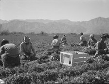 Carrot pullers from Texas, Oklahoma, Missouri, Arkansas and Mexico in California, 1937. Creator: Dorothea Lange.