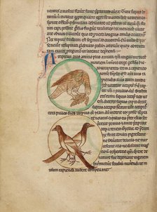 A Hawk; Magpies; Northumberland Bestiary, about 1250-1260. Creator: Unknown.