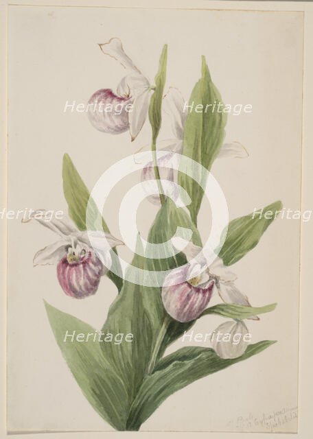 Queen's Slipper (Cypripedium reginae), 1897. Creator: Mary Vaux Walcott.