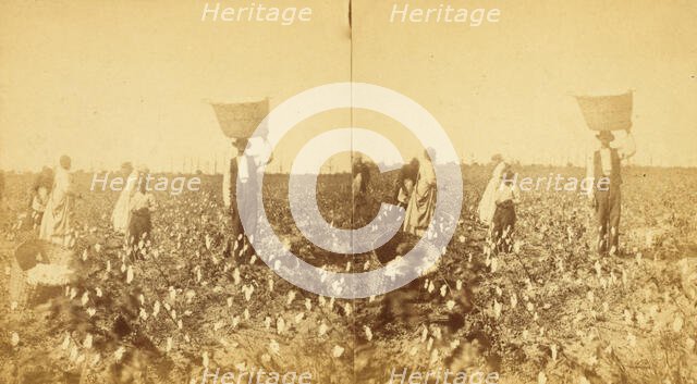 Picking cotton, (1868-1900?). Creator: J. N. Wilson.